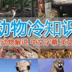 (6312期)外面卖1699的国外纪录片解说(动物解说、美食、动画片)稳过中视频